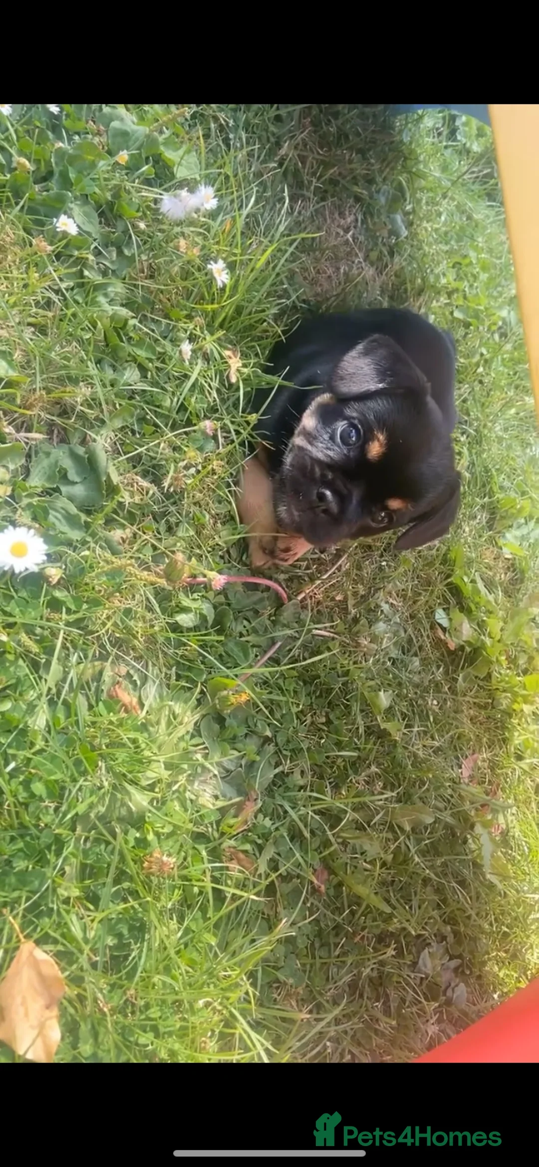 Mixed Breed dogs for sale: *REDUCED* 1 British bulldog cross pup left - Advert 1