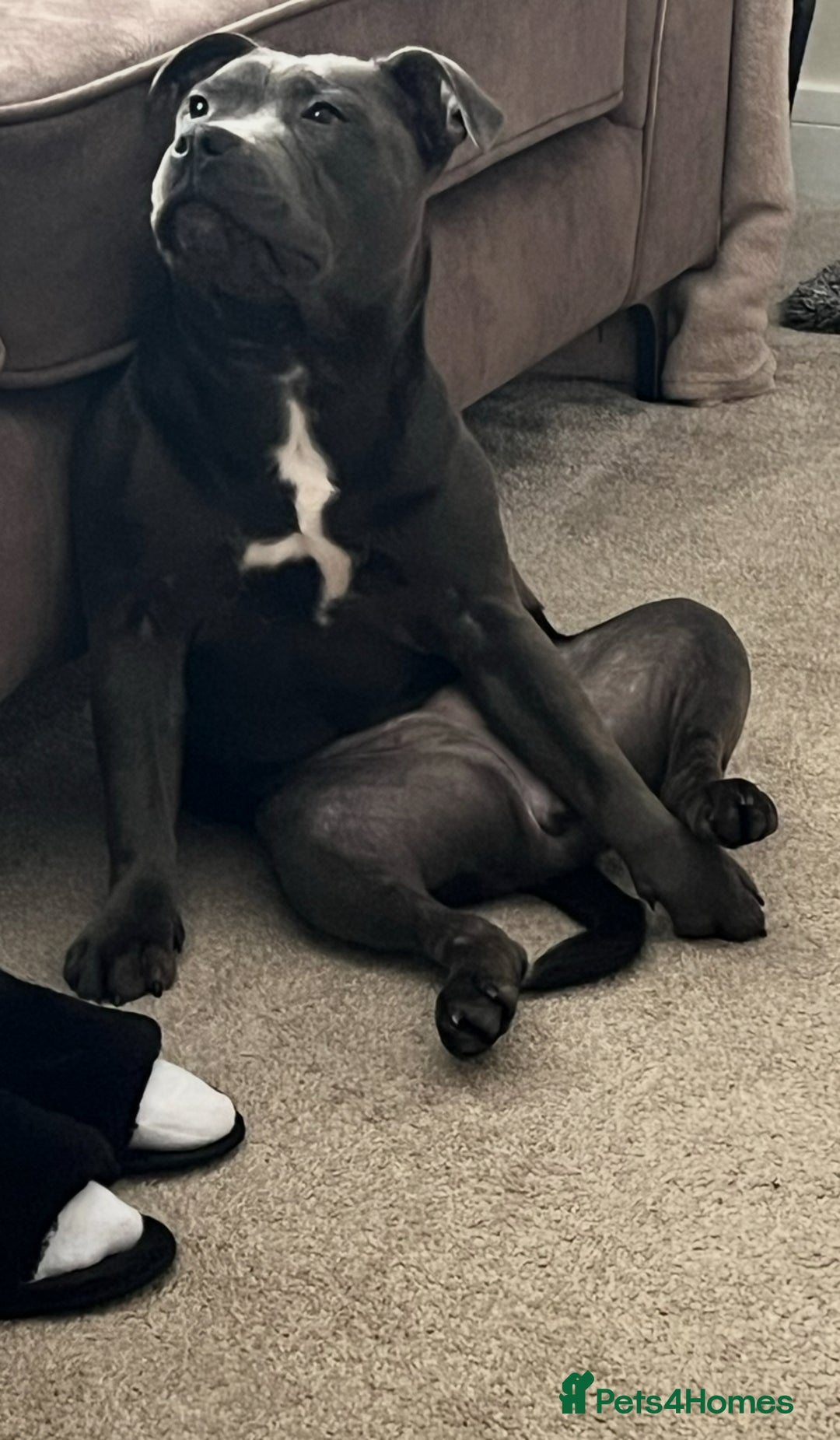 Staffordshire Bull Terrier dogs for sale: Blue Staffordshire bull terrier re homing  - Advert 4