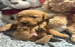 Labrador Retriever dogs for sale: Beautiful fox red and yellow lab puppies  - Image 13