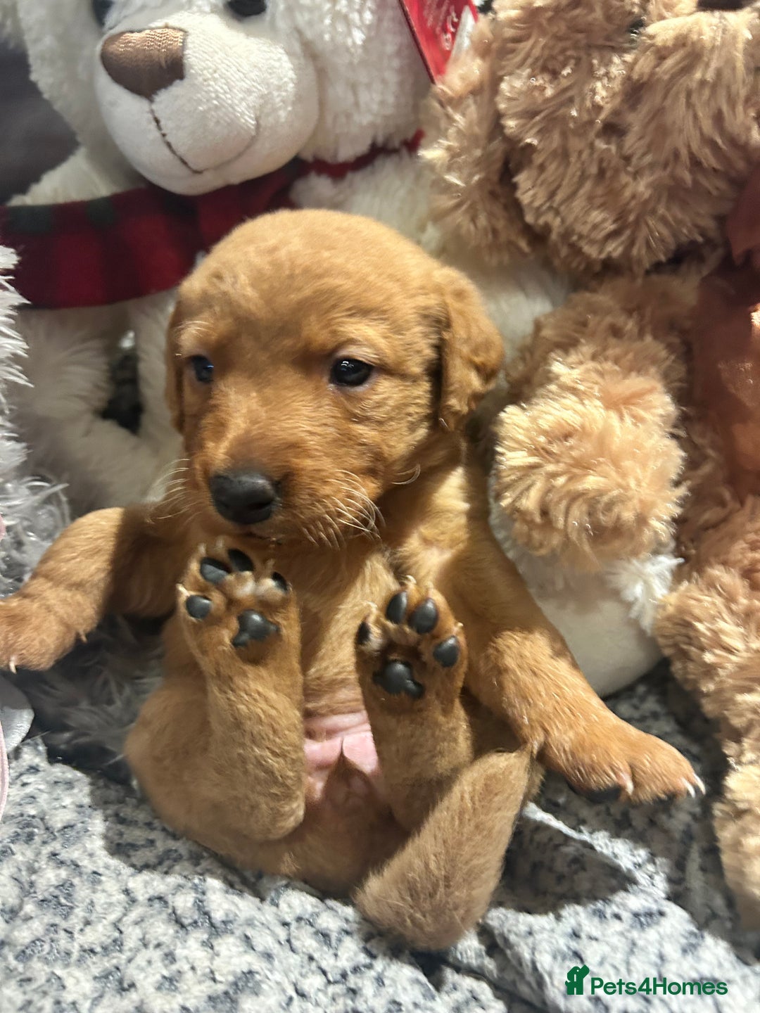 Labrador Retriever dogs for sale: Beautiful fox red and yellow lab puppies  - Image 13