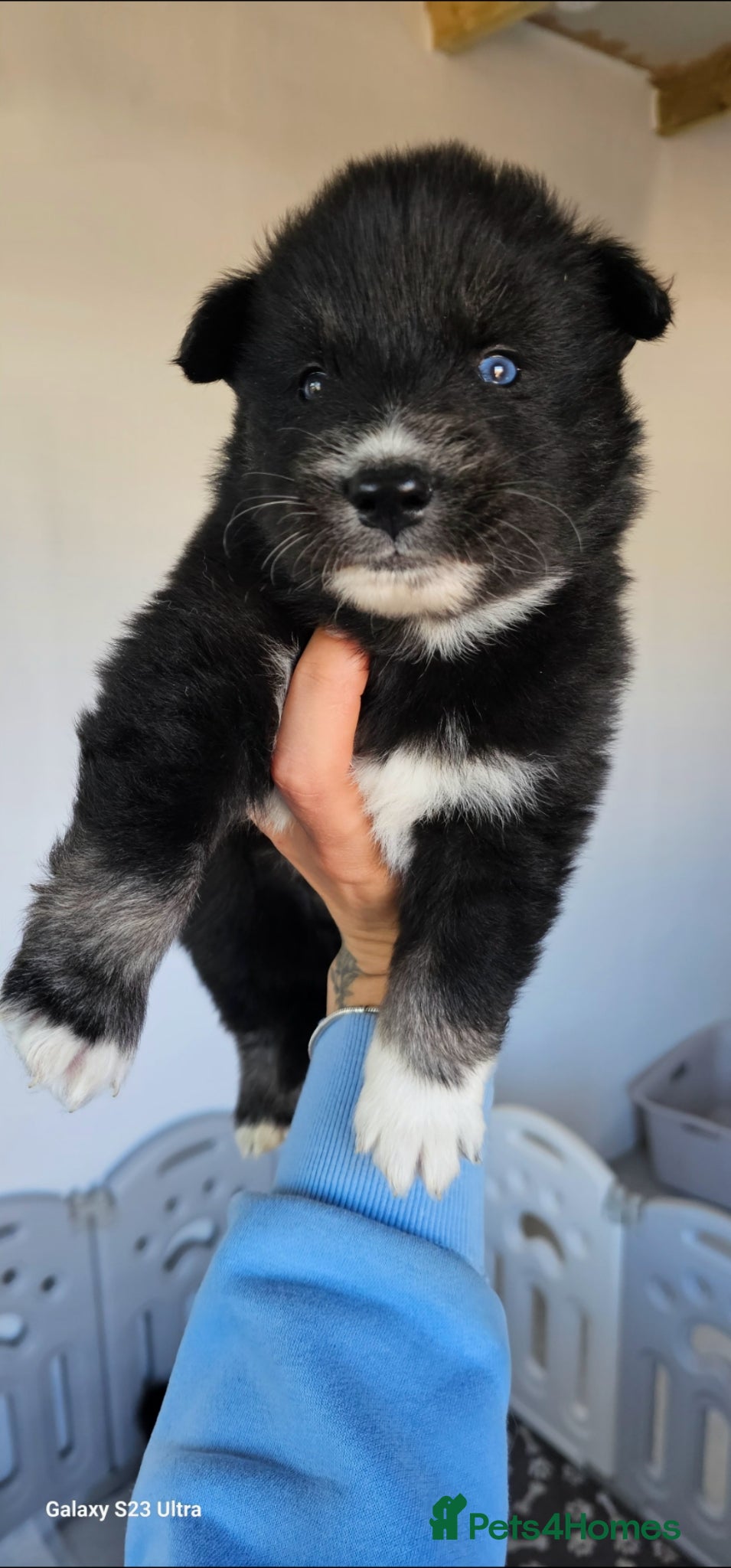 Siberian Husky dogs Beautiful Siberian Husky - Advert 2