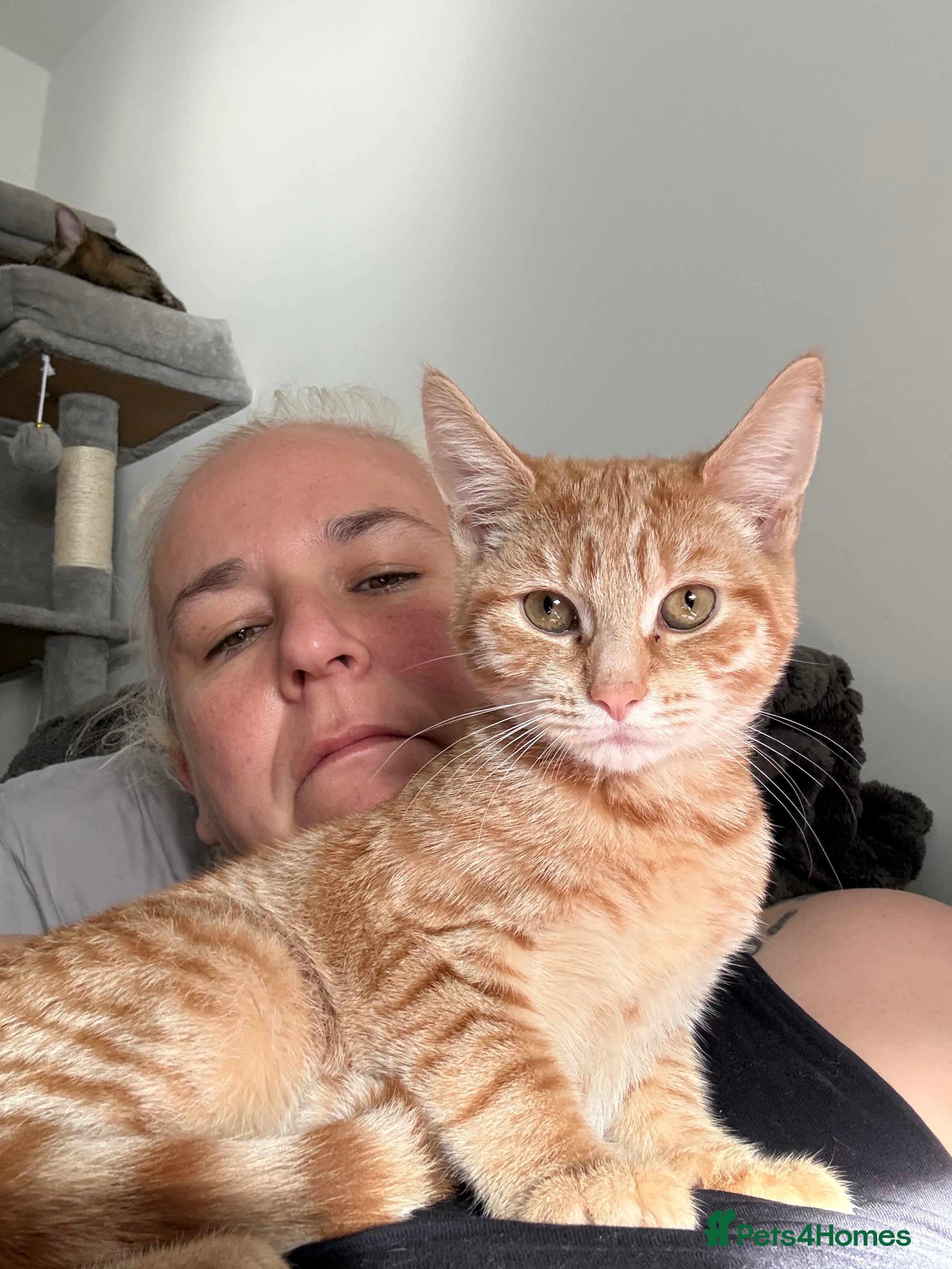 Mixed Breed cats Wotsit is looking for a new home  - Advert 2