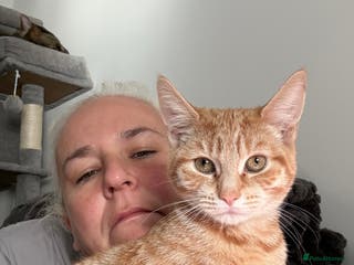 Mixed Breed cats Wotsit is looking for a new home - Advert 20