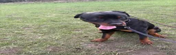 Rottweiler dogs for sale: Rottweiler  - Advert 5