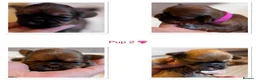 Shih Tzu dogs for sale: Shih Tzu litter  - Advert 8