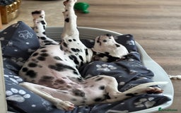 Dalmatian dogs for sale: Lovable 6 month Dalmatian - Image 3