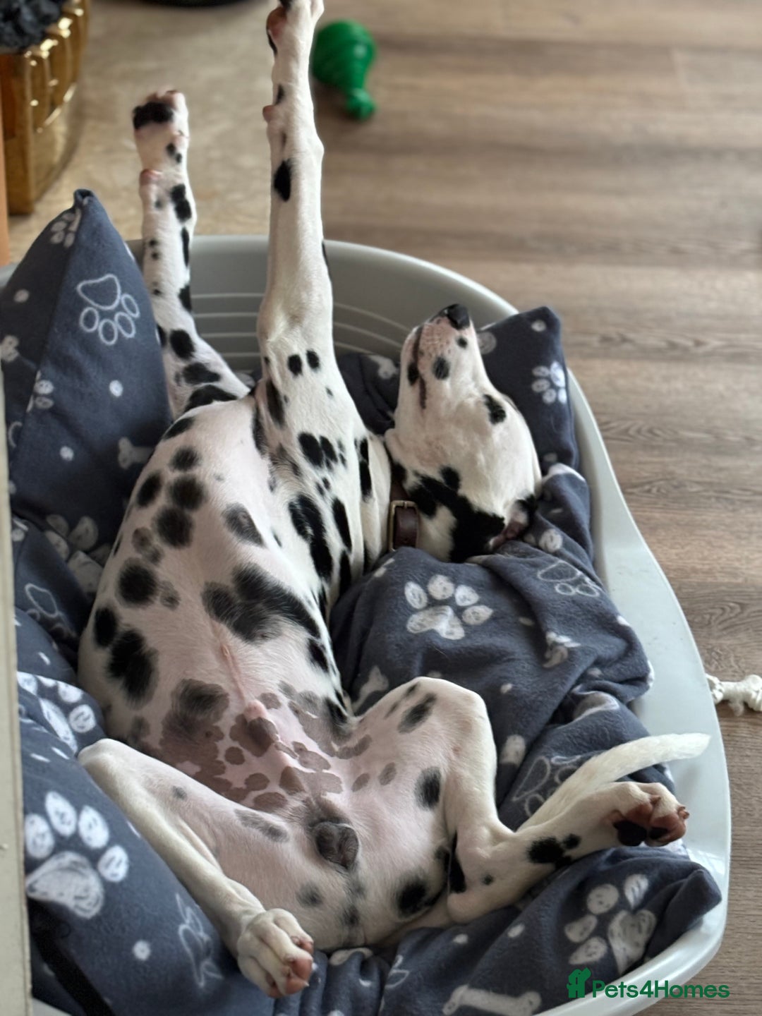 Dalmatian dogs for sale: Lovable 6 month Dalmatian - Image 3