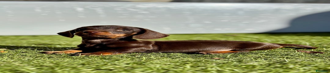 Miniature Dachshund Puppy 7