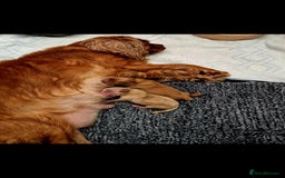 Cavapoo dogs for sale: Exquisit F1 Toy Cavapoos - Health tested Parent - Image 9