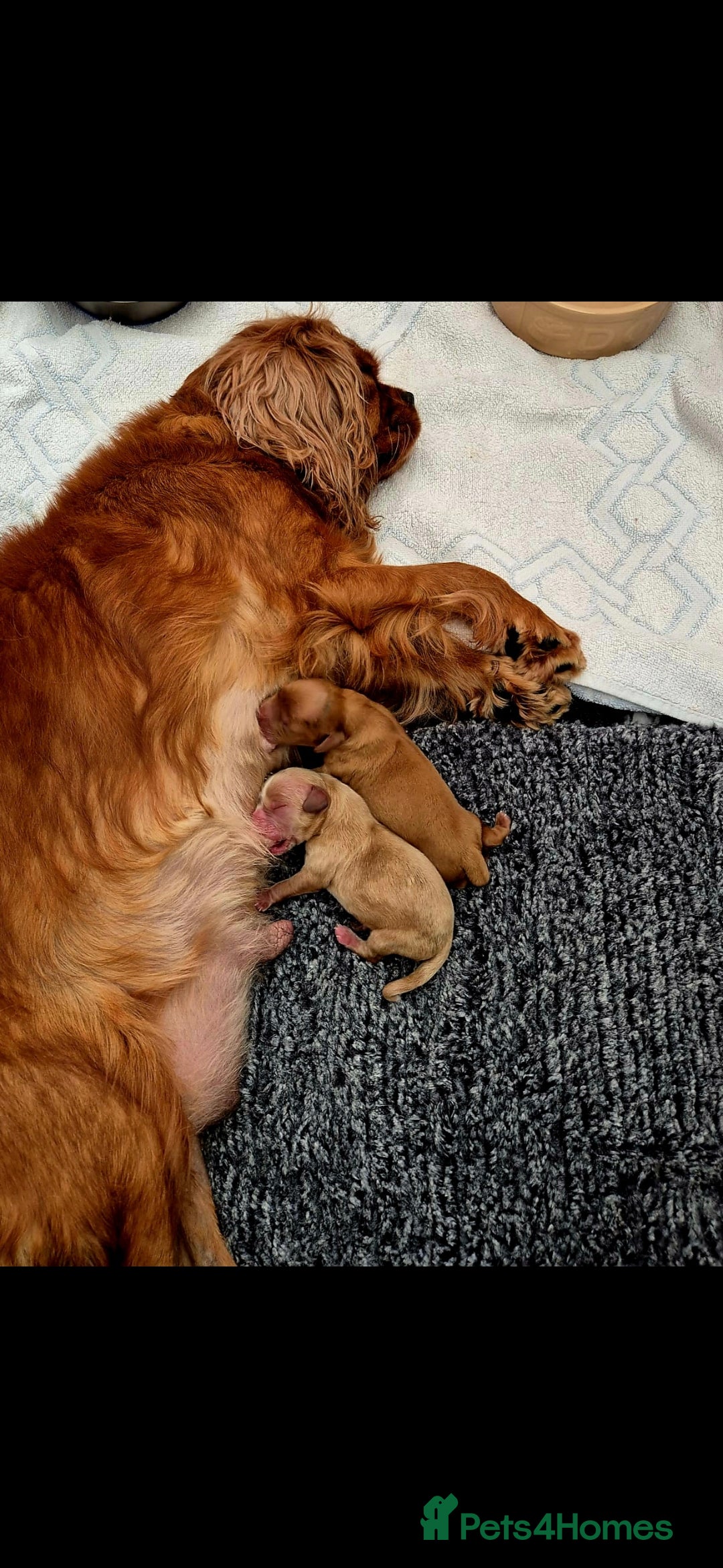 Cavapoo dogs for sale: Exquisit F1 Toy Cavapoos - Health tested Parent - Image 9