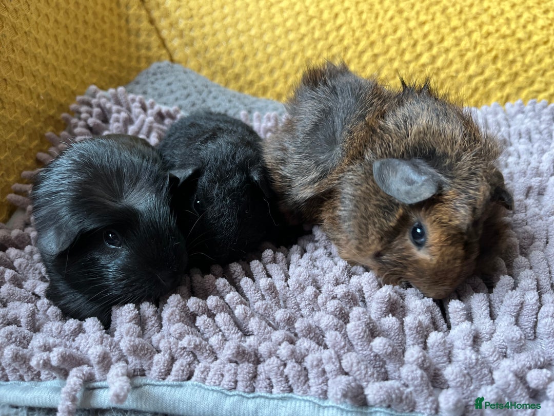 Guinea Pig rodents for sale: 3 x baby boy guinea pigs - Image 4