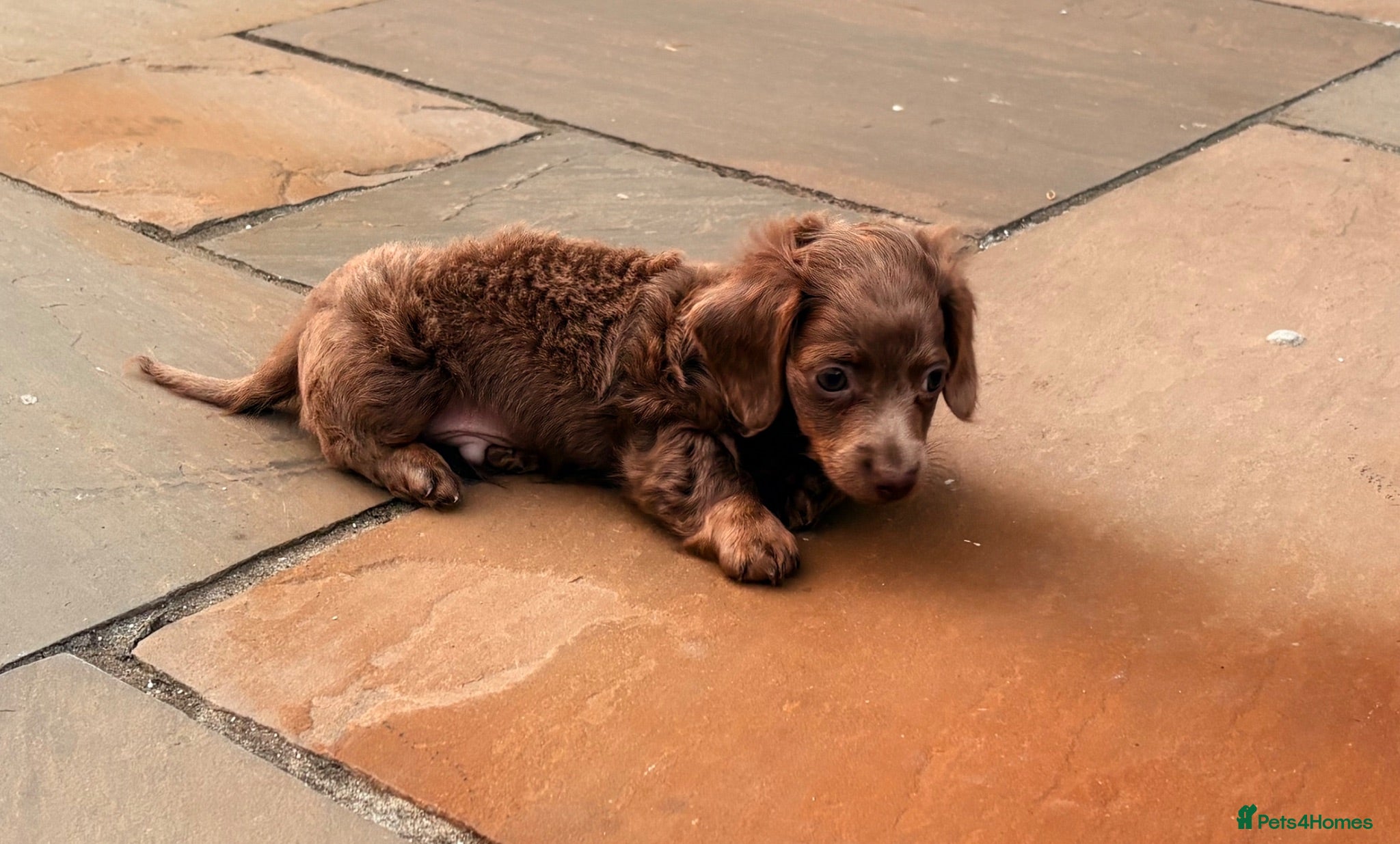 Miniature Dachshund dogs 🌟 ready now 🌟 fluffy 🐾 mini daxis - Advert 1