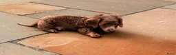 Miniature Dachshund dogs for sale: ♥️ long haired mini daxi ♥️ - Advert 4