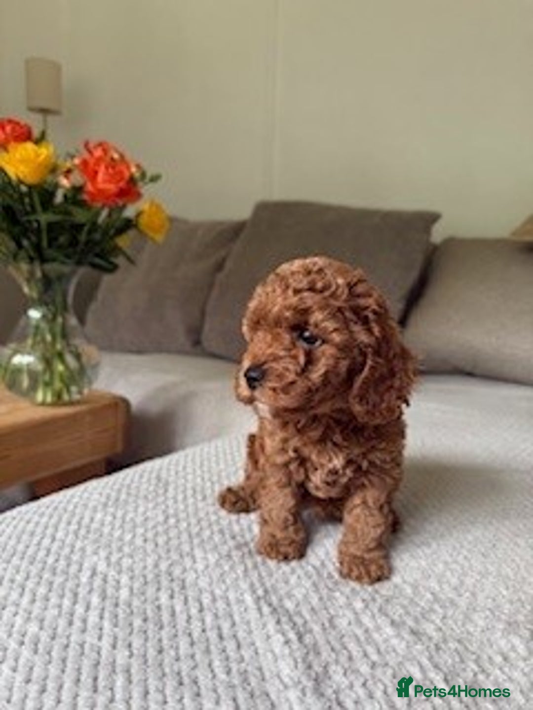 Cavapoo dogs for sale: Beautiful Litter Of F2b Cavapoos - Image 8