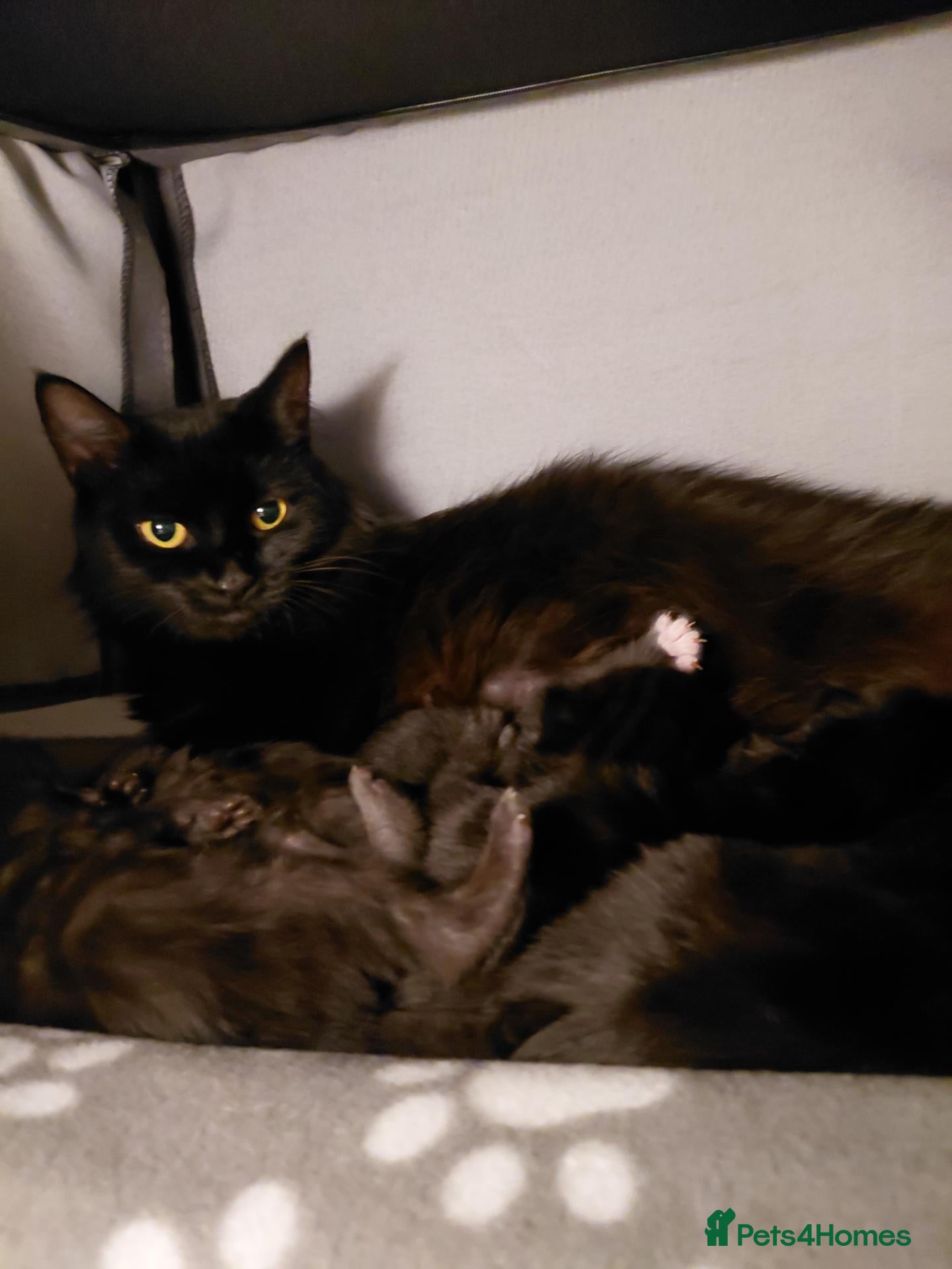 Mixed Breed cats for sale: Long haired black babies - Advert 4