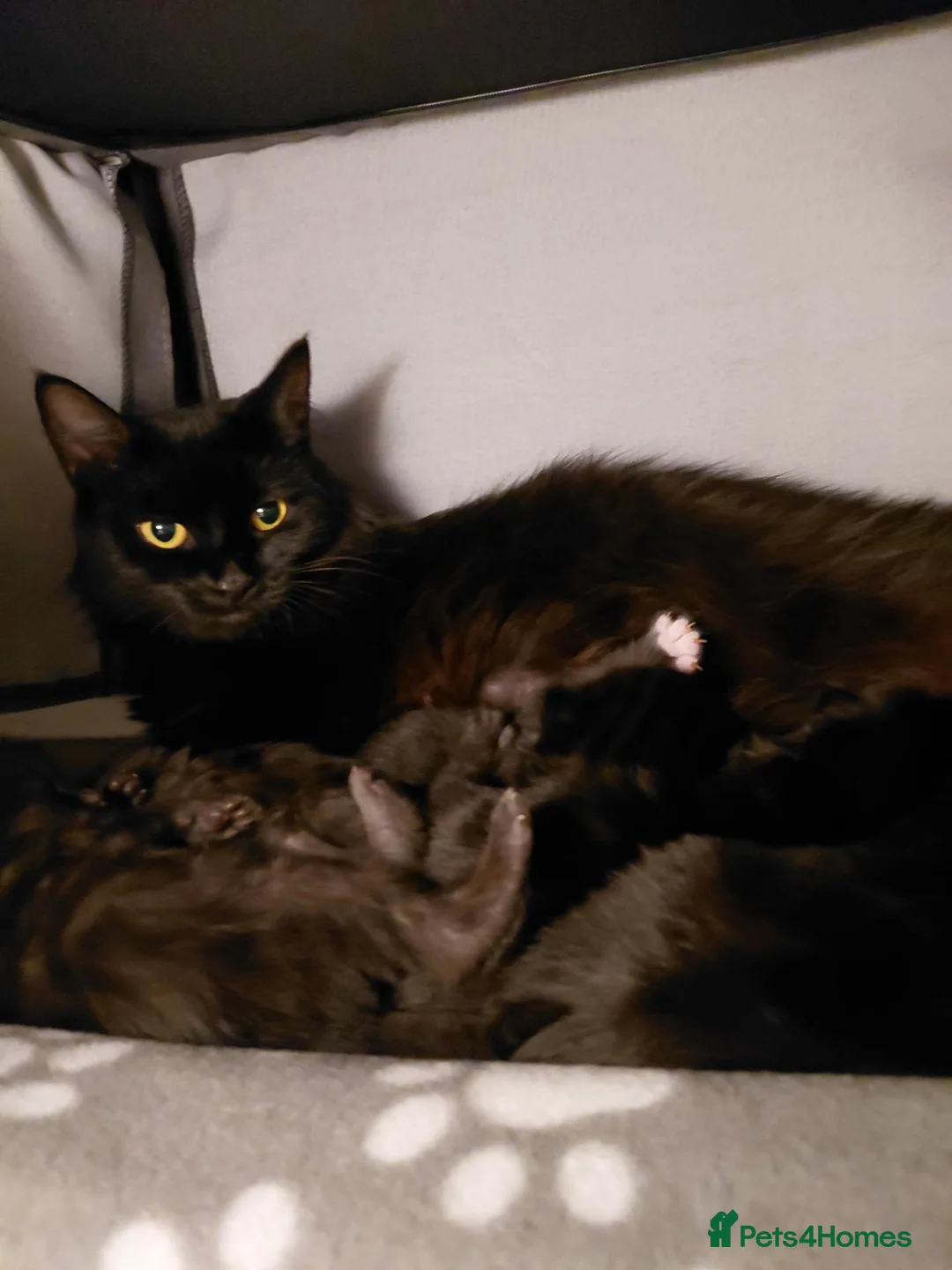 Mixed Breed cats for sale: Long haired black babies - Advert 1
