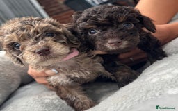 Mixed Breed dogs for sale: Chocolate merl Cockerpoo puppies - Image 4