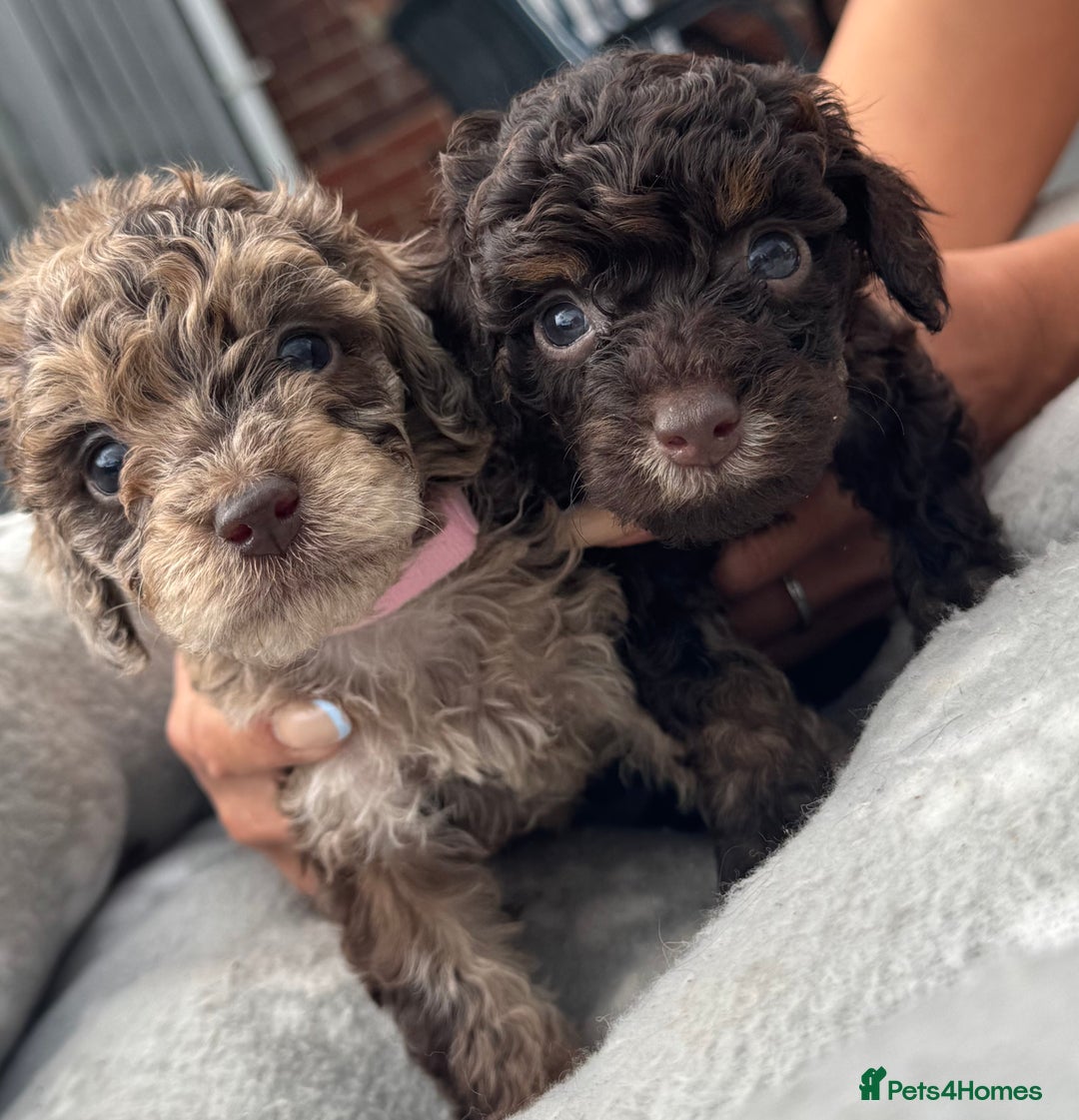 Mixed Breed dogs for sale: Chocolate merl Cockerpoo puppies - Image 4