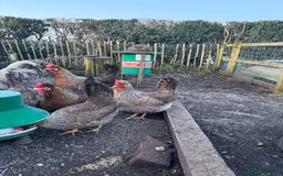 Chickens poultry for sale: Cream crested legbar - Image 5
