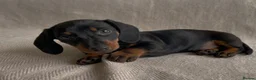Miniature Dachshund dogs for sale: Miniature Dachshunds- 2 boys left!  - Advert 2