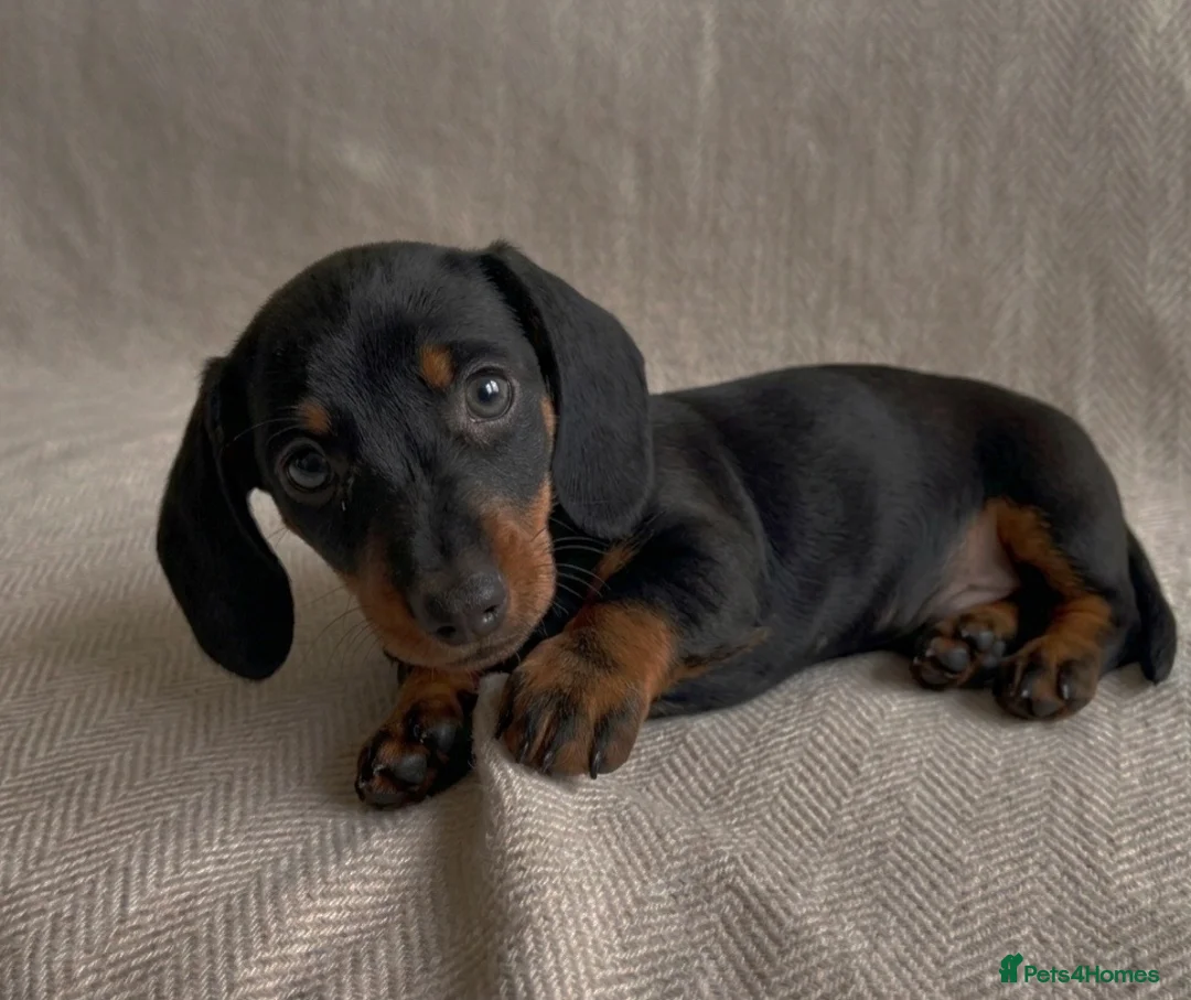 Miniature Dachshund dogs for sale: Miniature Dachshunds- 2 boys left!  - Advert 2