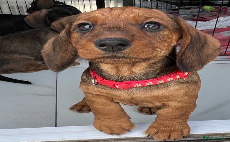 Dachshund dogs - Advert 10