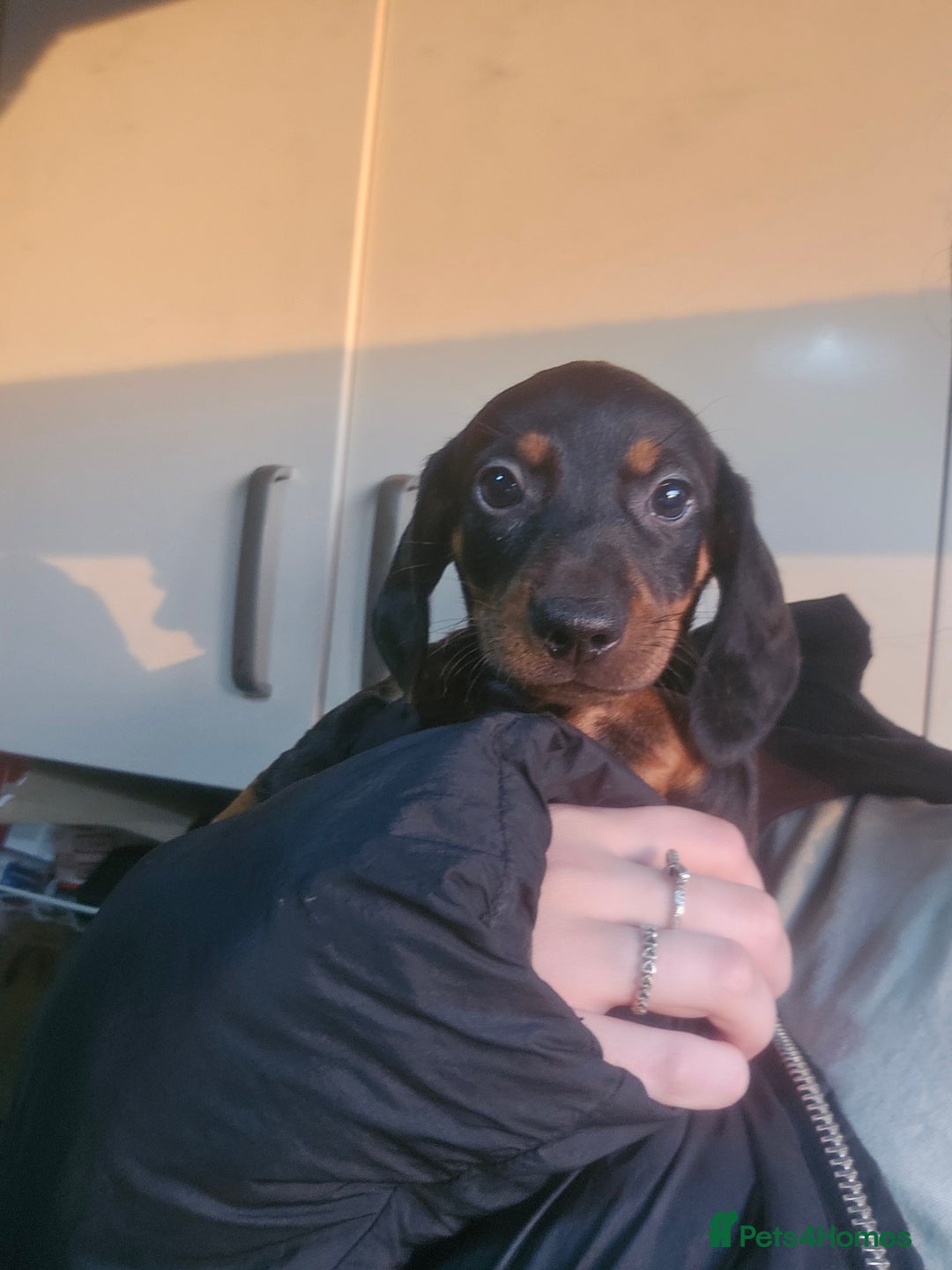 Dachshund dogs for sale: Dachshund puppies for sale  - Image 4