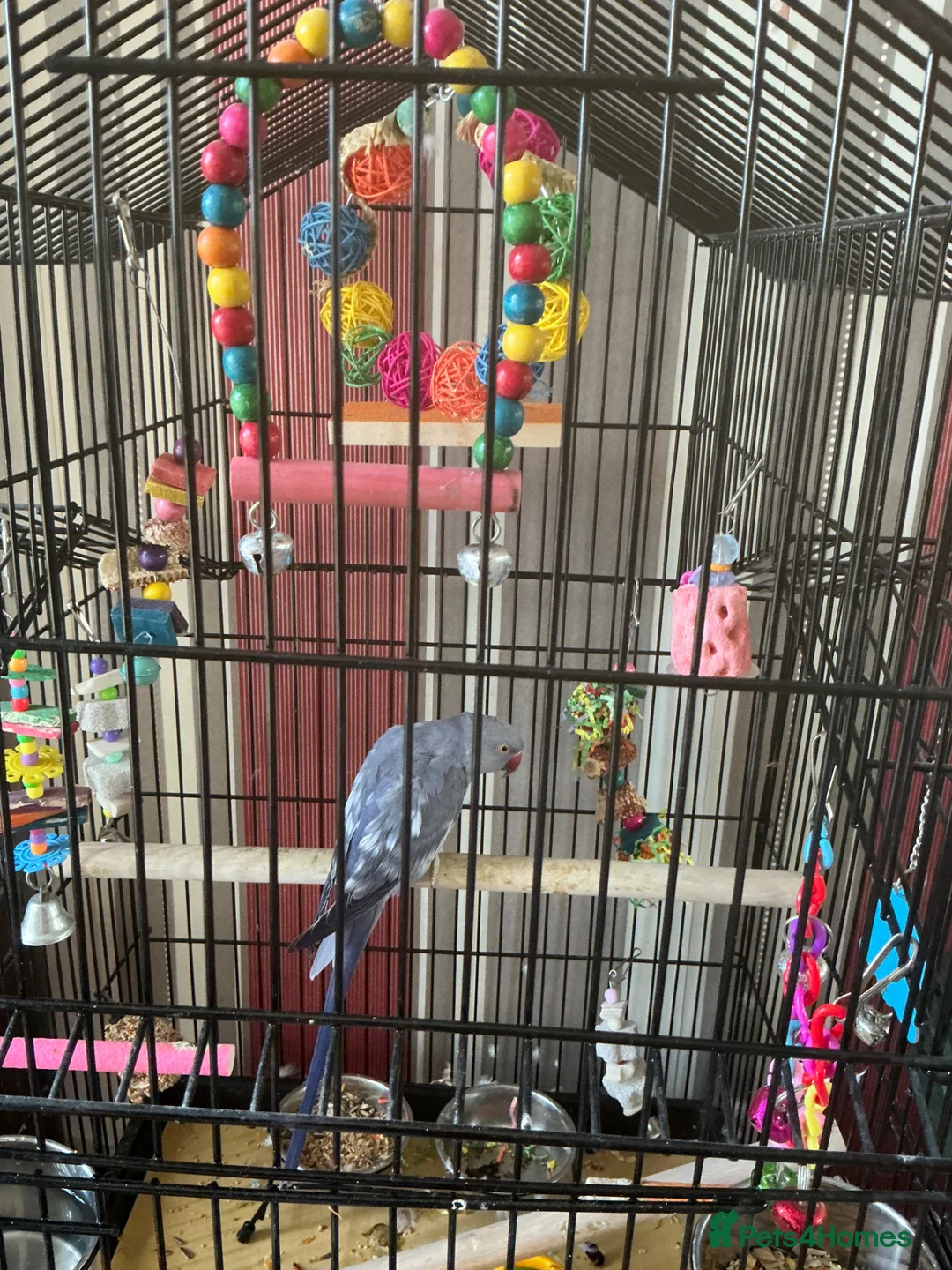 Ringnecks birds for sale: IRN FOR SALE  in Stoke-on-Trent - Advert 1