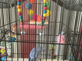 Ringnecks birds IRN FOR SALE - Advert 1