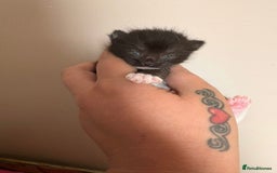 Mixed Breed cats for sale: 3 beautiful black and white kittens  - Image 3
