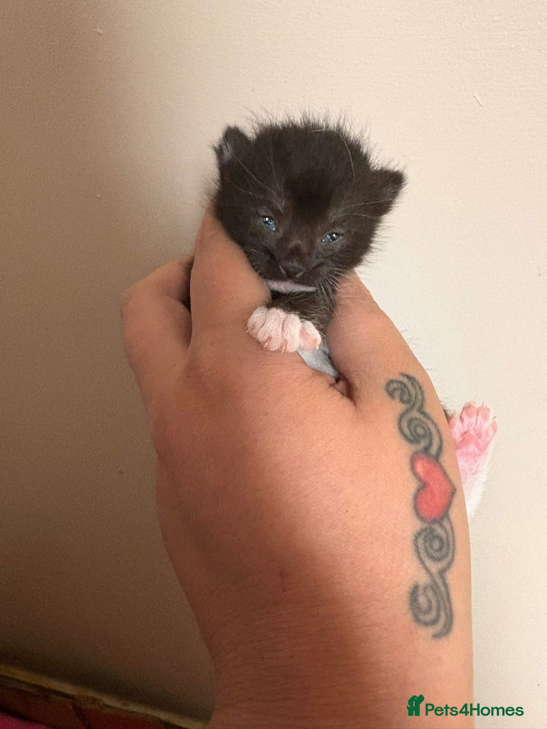 Mixed Breed cats for sale: 3 beautiful black and white kittens  - Image 3