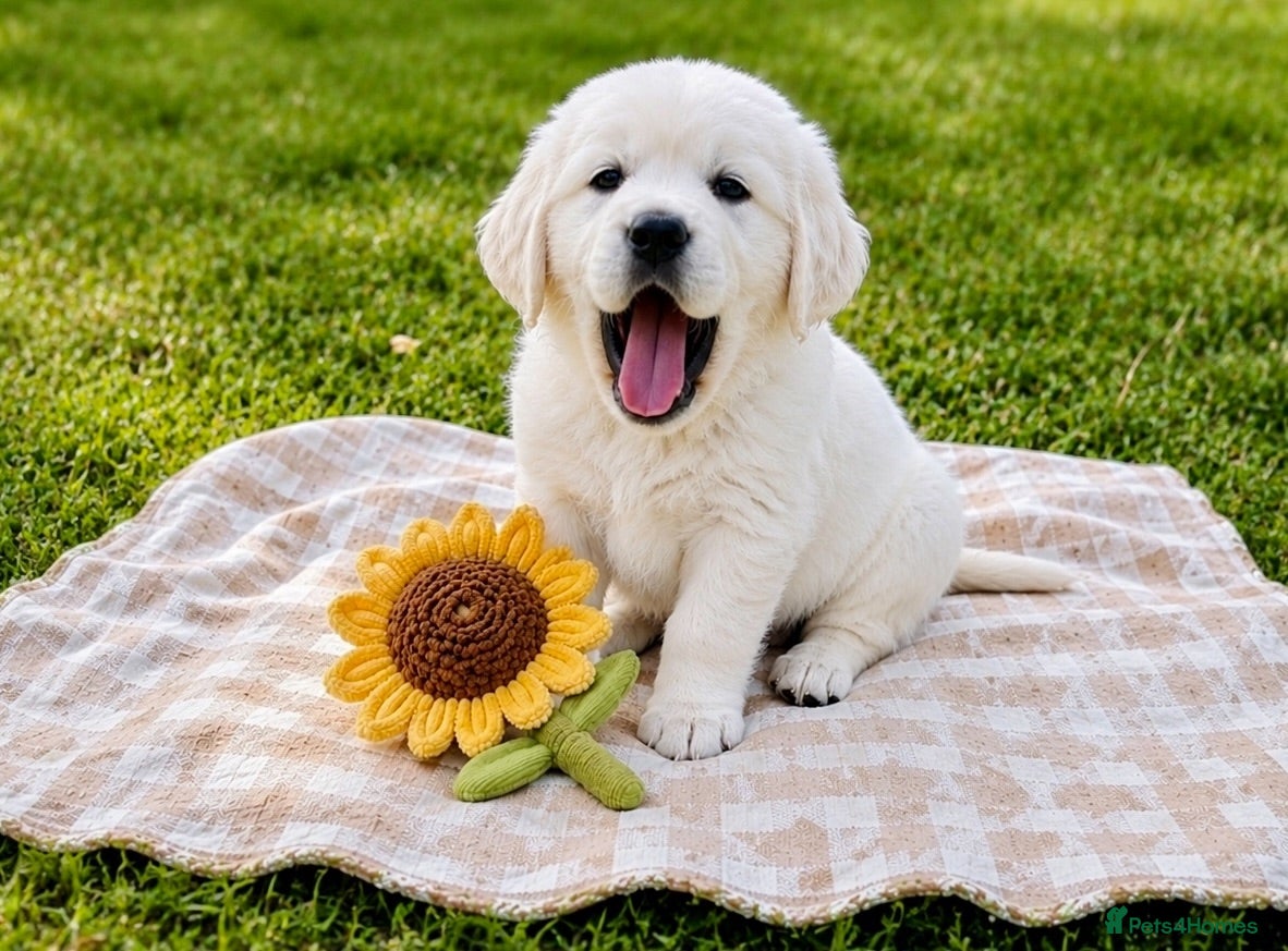 Golden Retriever dogs CHAMPION LINES - RAISED IN HOME - READY NOW - Advert 2