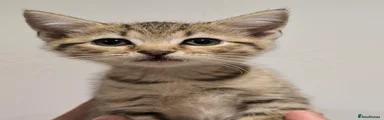 Boy 2