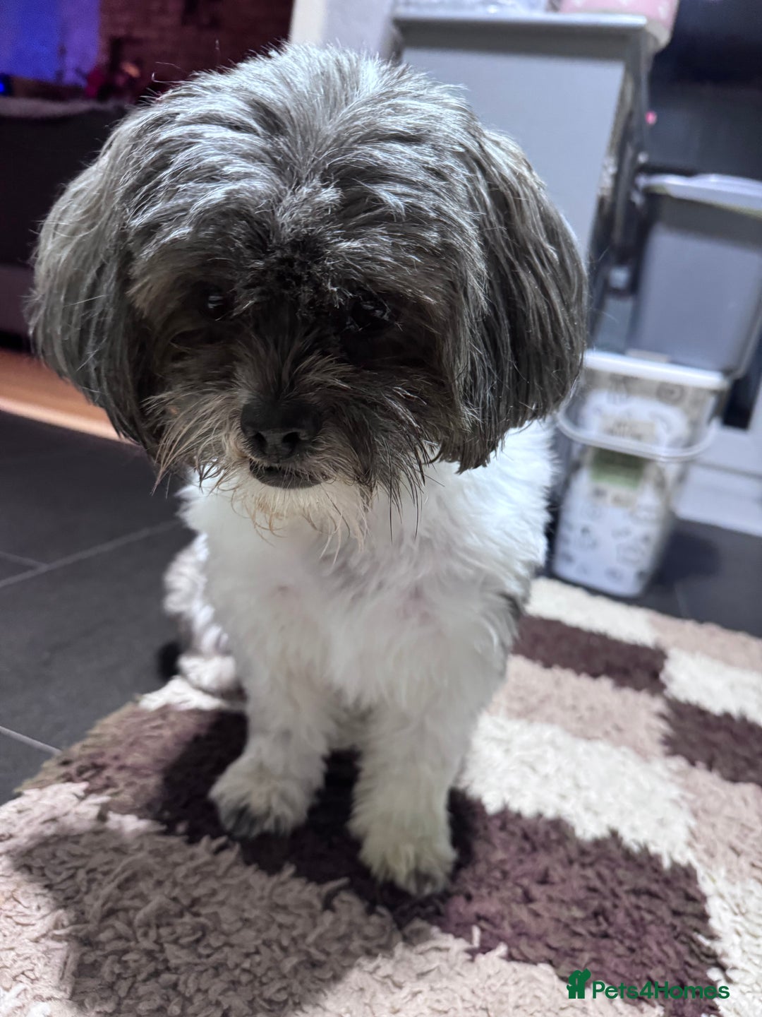 Mixed Breed dogs for sale: Shihpoo puppies  - Advert 10