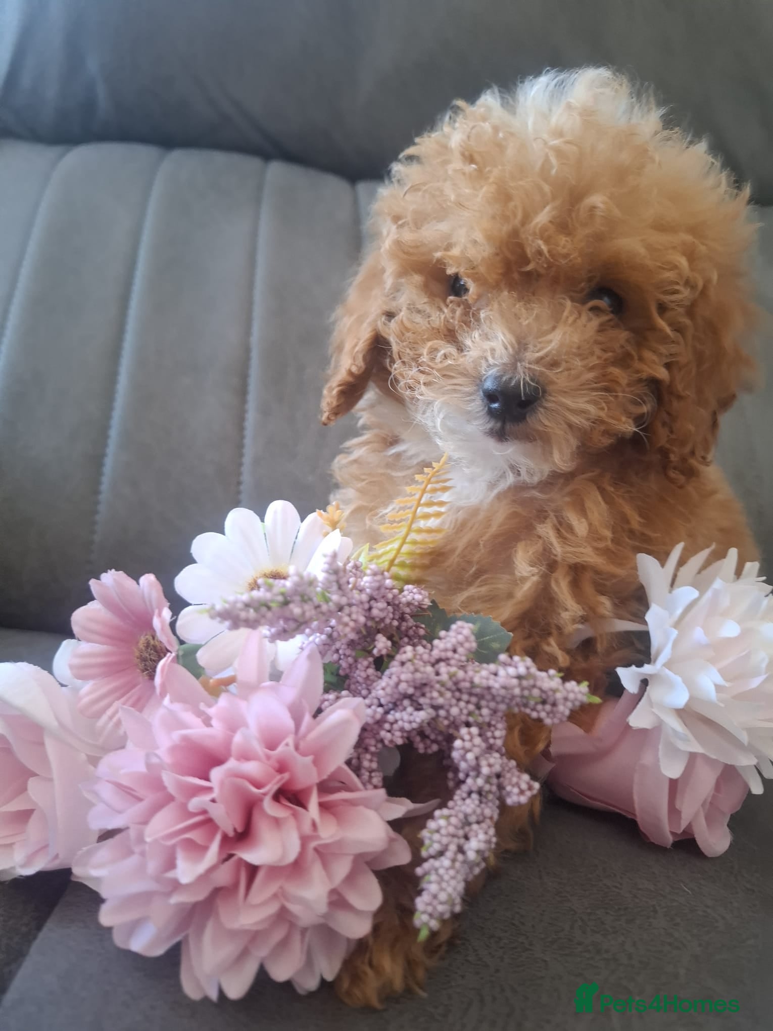 Cavapoo dogs Toy cavapoos heath checked 100 percent perfect - Advert 2