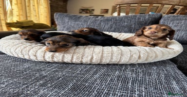 Miniature Dachshund dogs - Advert 15