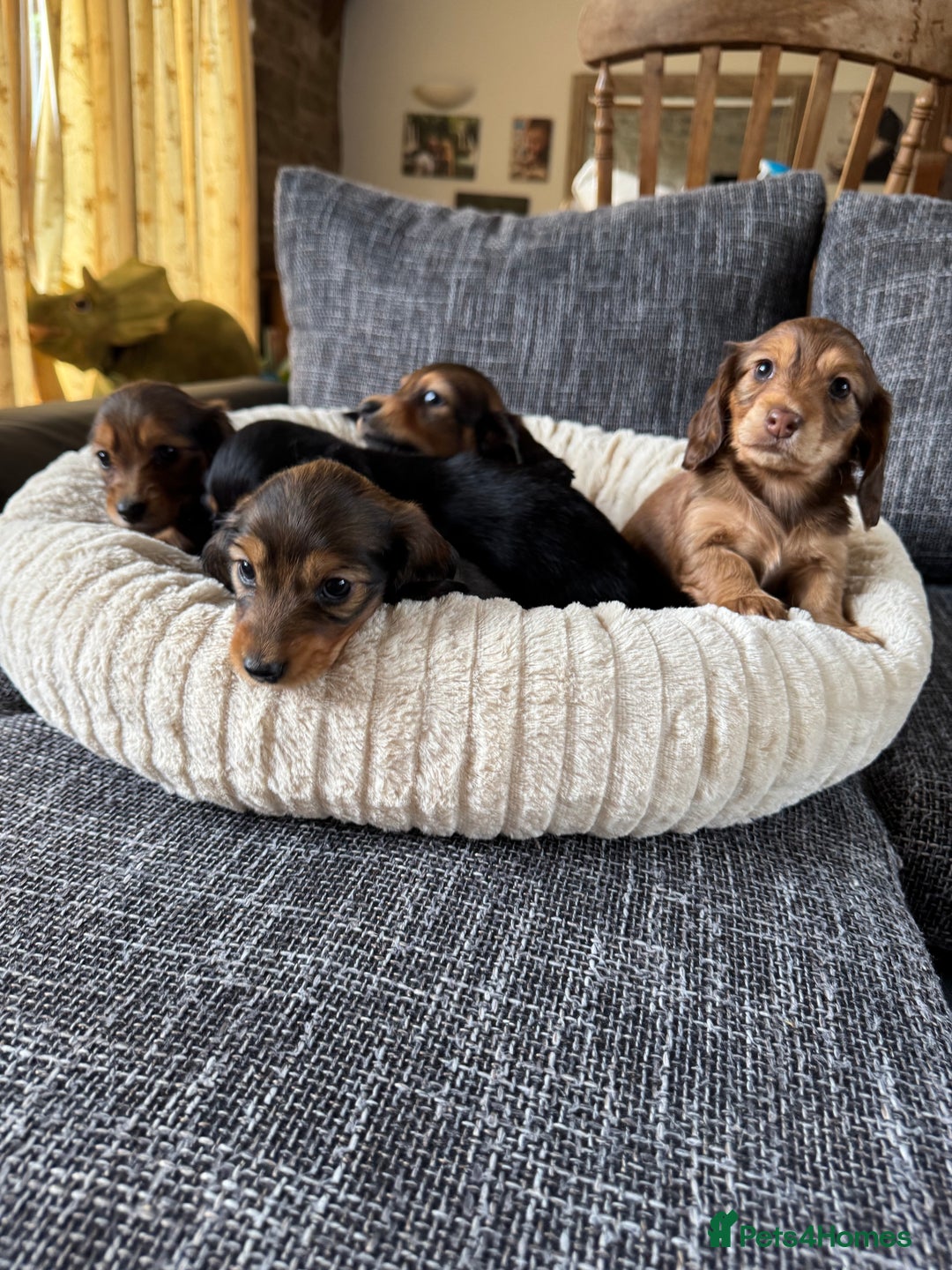 Miniature Dachshund dogs for sale: Miniature dachshund puppies  - Image 2