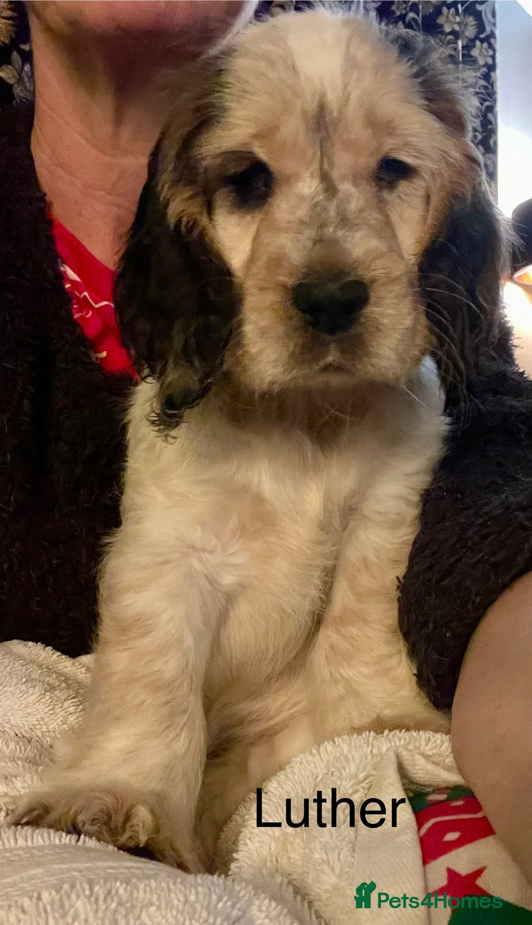 Cocker Spaniel dogs for sale: Gorgeous pair of pups remaining  - Advert 11