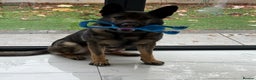 German Shepherd dogs for sale: Tyshunde memphis - Advert 14