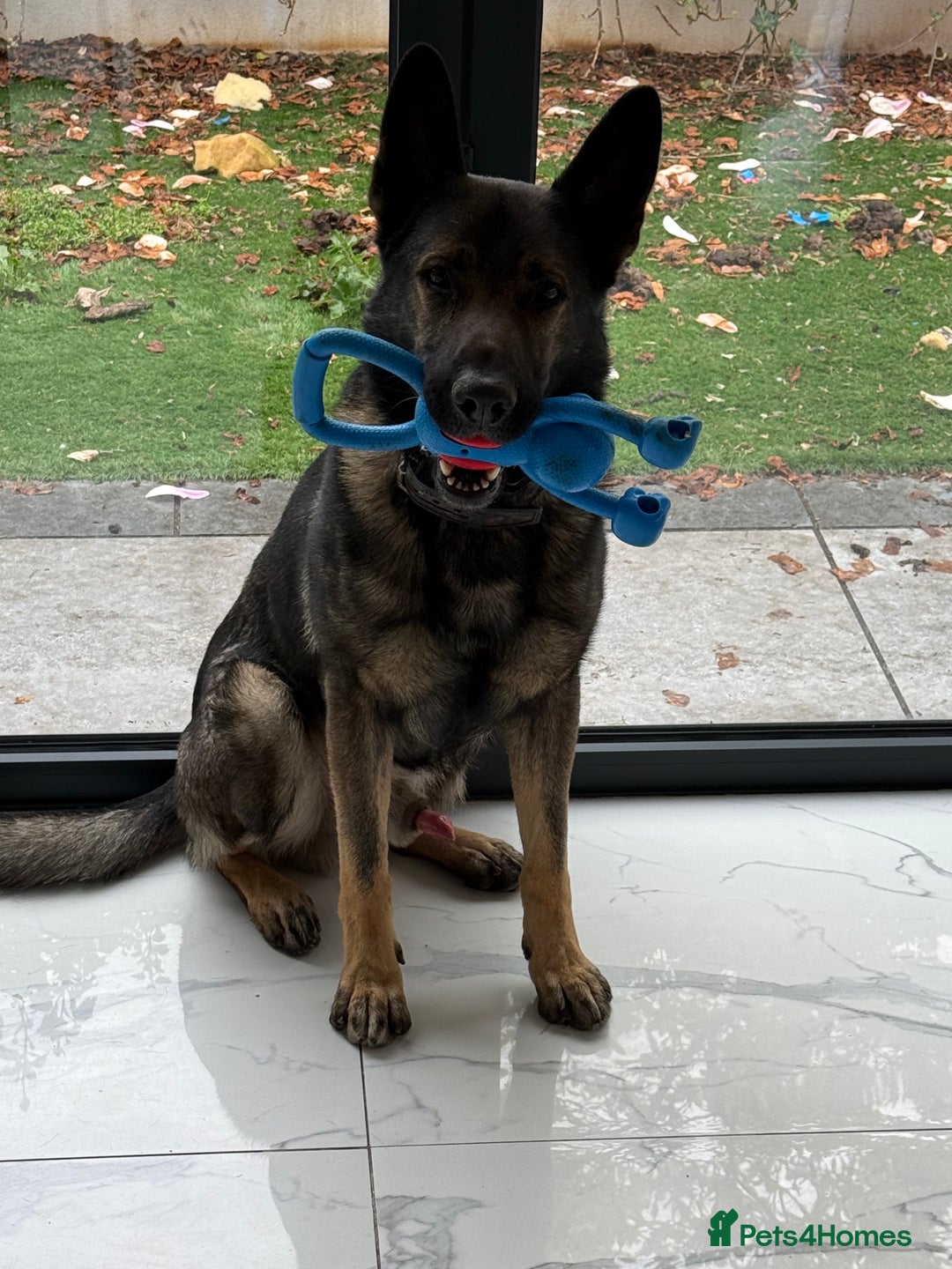 German Shepherd dogs for sale: Tyshunde memphis - Advert 14