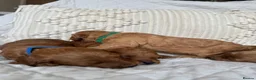 Cavapoo dogs for sale: Beautiful Red Cavapoo Puppies - Advert 6