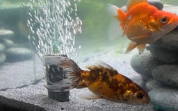 Goldfish fish for sale: Rehoming  - Advert 4