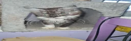 Maine Coon cats for sale: Maine coon kitten - Advert 2
