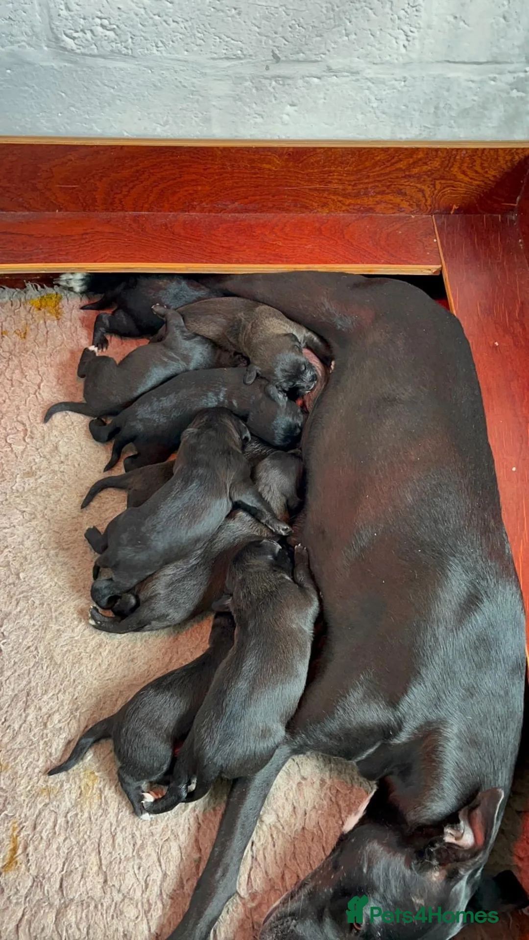 Bedlington Terrier dogs for sale: Bedlington /Whippet 1st cross - Advert 3