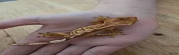 Gecko reptiles for sale: Crested gecko babies for sale - Advert 3