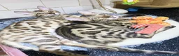 Bengal cats for sale: 🔥✨Pedigree TICA-Registered Bengals - Advert 2