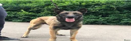 Belgian Shepherd Dog dogs for sale: Belgian Malinois Chico  - Advert 7