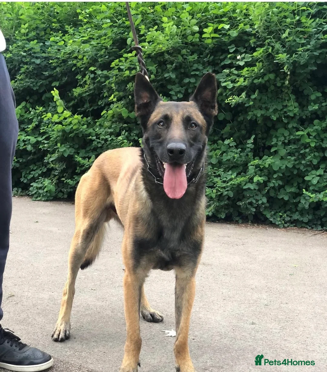 Belgian Shepherd Dog dogs for sale: Belgian Malinois Chico  - Advert 7