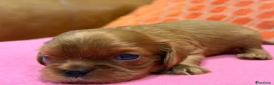 Cavalier King Charles Spaniel 3