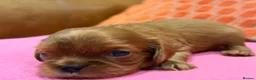 Cavalier King Charles Spaniel dogs for sale: KC reg 2 boys 2 girls - Advert 6